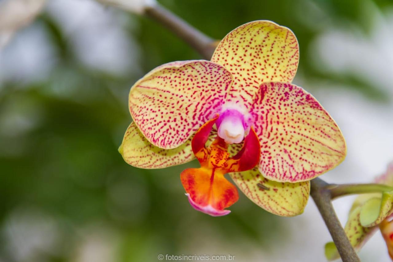 Pousada Natureza Divina Paraty Exterior photo